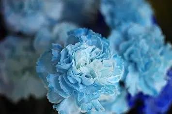 Sky Blue Carnation Flower Seeds – Heirloom, Non-GMO Flower Seeds for Planting Dhara Seeds