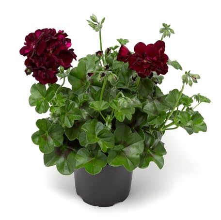 Maroon Geranium Flower - Heirloom, Non - Gmo Seeds