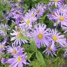 Dutch Chrysanthemum Seeds for Planting - NON GMO Seeds for planting in home garden