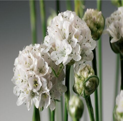 White Armeria Maritima Flower - Heirloom, Non - Gmo Seeds