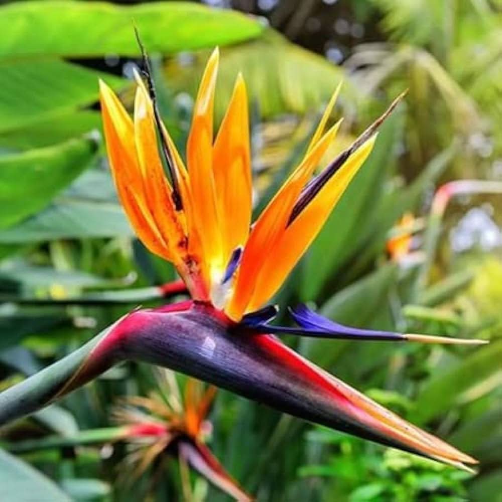Strelitzia Bird of Paradise Mixed Colors Perennial Flowering Seeds For Planting