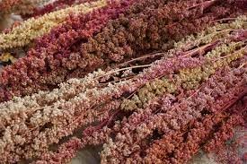 Heirloom Non-GMO Quinoa Flower Seeds for Planting – Edible Blooms and Grain for Home Gardens