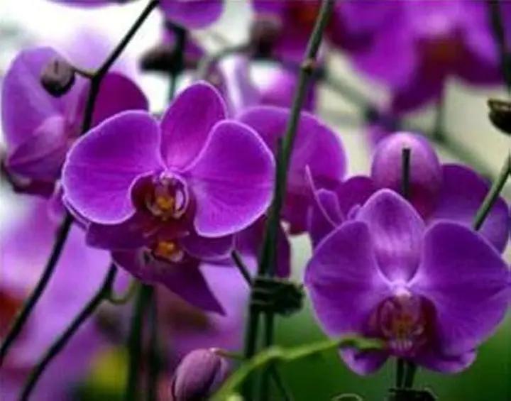 Purple Butterfly Orchid Seeds for Planting - NON GMO Seeds Dhara Seeds