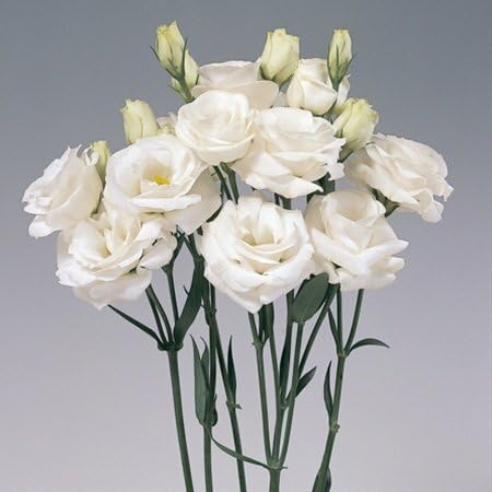 Eustoma Flower - Heirloom, Non - Gmo Seeds