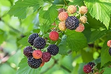 Black Raspberry Fruit Heirloom Non Gmo Image