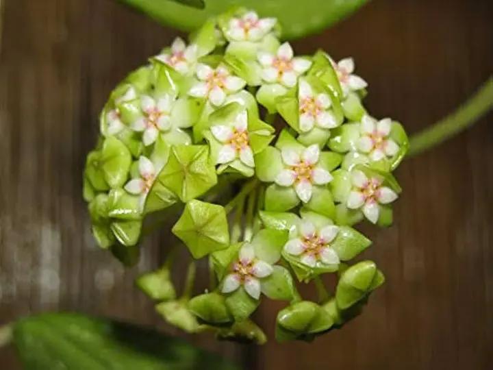 Green White Hoya Flower Seeds Light Green for Planting, NON GMO Seeds Dhara Seeds