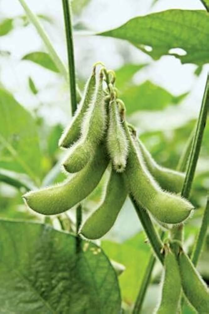 Giant Soybean Glycine Max Seeds for planting in urban garden