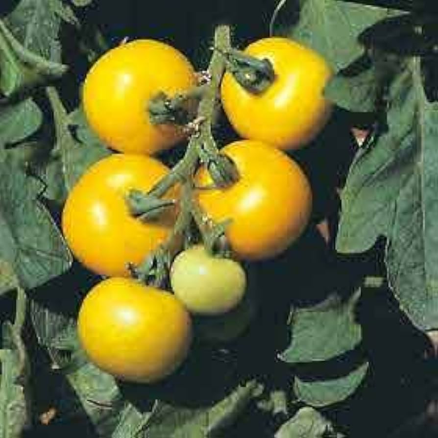 Golden Sunburst Heirloom Tomato Seeds for Planting in Home Garden