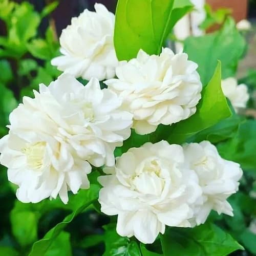 White Jasmine Flower - Heirloom, Non - Gmo Seeds