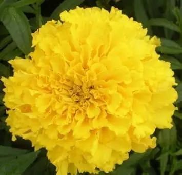 Yellow Caryophyllus Flower Seeds for Planting - NON GMO Seeds for planting in home garden