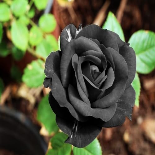 Rose Flower Black