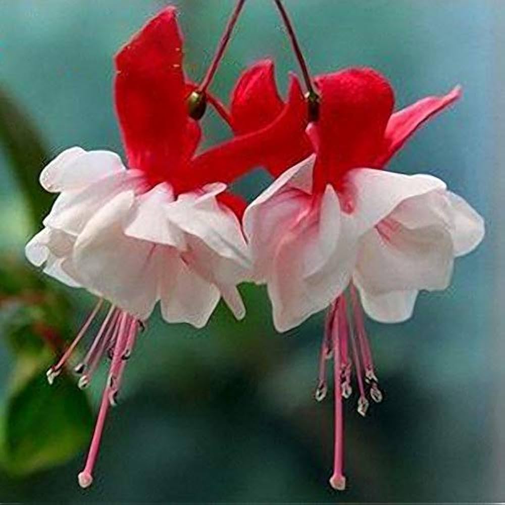 Cool Review About Buy Fuchsia Seeds