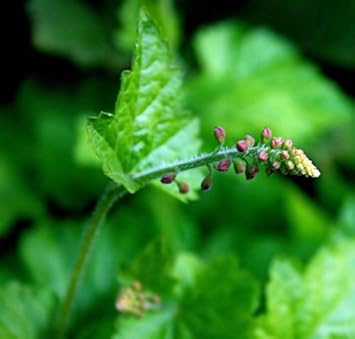 Mothers Menziesii Flower Seeds for Planting - 100 pcs