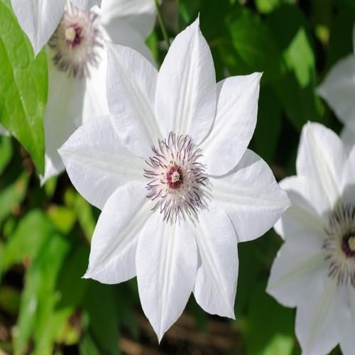 White Clematis Flower
