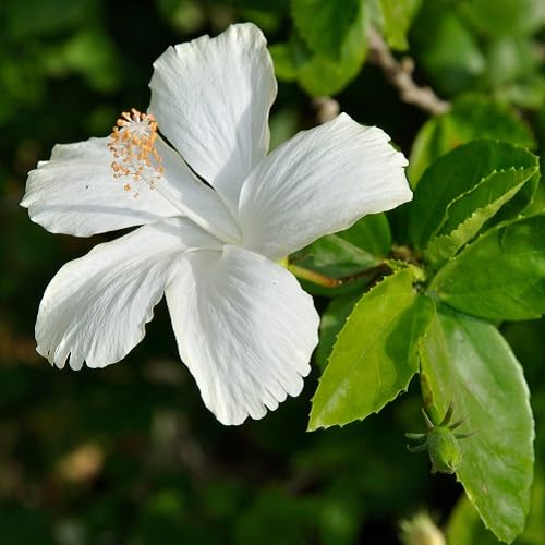 White Hibiscus Flower - Heirloom, Non - Gmo Seeds
