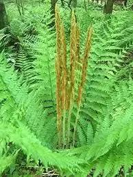 Cinnamon Fern Spores Plant Seeds for Planting heirloom & Non-GMO Seeds for planting in home garden