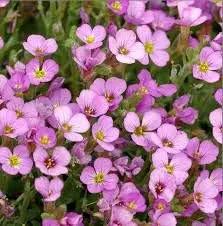Soft Pink Rock Cress Flower Seeds for planting in home garden