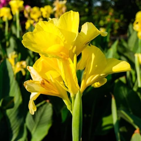 Yellow Canna Lily Flower