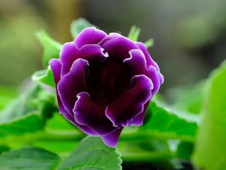 Gloxinia Flower Seeds Pink Purple for Planting - NON GMO Seeds for planting in home garden