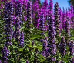 Agastache Rugosa Plant Seeds for Planting - 100