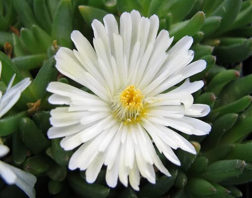 White Delosperma Flower - Heirloom, Non - Gmo Seeds