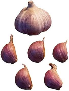 Red Garlic Seeds for Planting