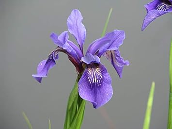Violet Bulleyana Seeds for Planting – Organic, Heirloom, Non-GMO Flower Seeds