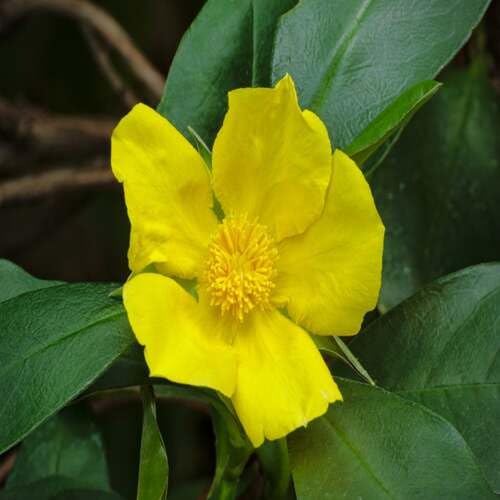 Yellow Guinea Flower - Heirloom, Non - Gmo Seeds