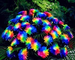 Crisantemos Flower Seeds for Planting – Organic, Heirloom, Non-GMO Chrysanthemum Seeds for planting in your garden.