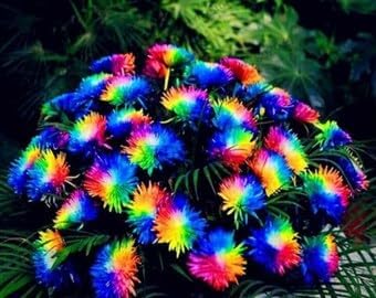 Crisantemos Flower Seeds for Planting – Organic, Heirloom, Non-GMO Chrysanthemum Seeds for planting in your garden.