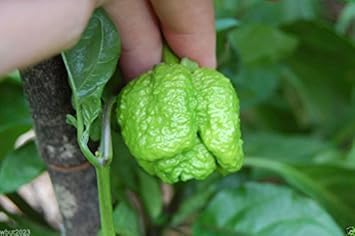 Orange Trinidad Moruga - Heirloom, Non - Gmo Seeds