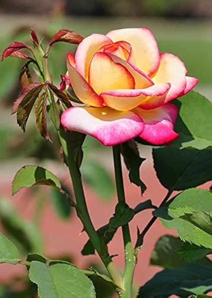 Rare Rose (Rosa spp.) Seeds for Planting for Flower Bed and Urban Garden