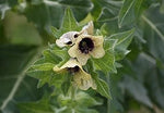 Cream Henbane Flower Seeds for Planting, 100 seeds for planting in home garden