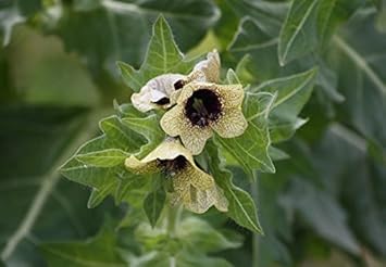 Cream Henbane Flower Seeds for Planting, 100 seeds for planting in home garden