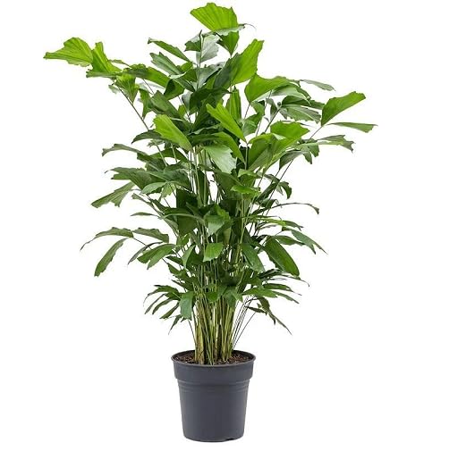 Green Caryota - Heirloom, Non - Gmo Seeds