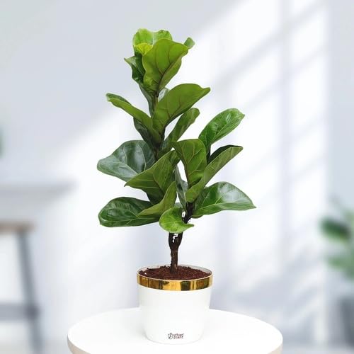 Green Ficus Lyrata