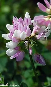 Purple Coronilla Flower Seeds for Planting - NON GMO Seeds Dhara Seeds
