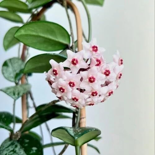 White Hoya Flower