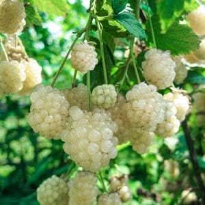 New Fresh BlackBerry Fruit Seeds White - Unique White Blackberries for Your Garden