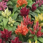 Pampas Flower Seeds for Planting - NON GMO Seeds Dhara Seeds