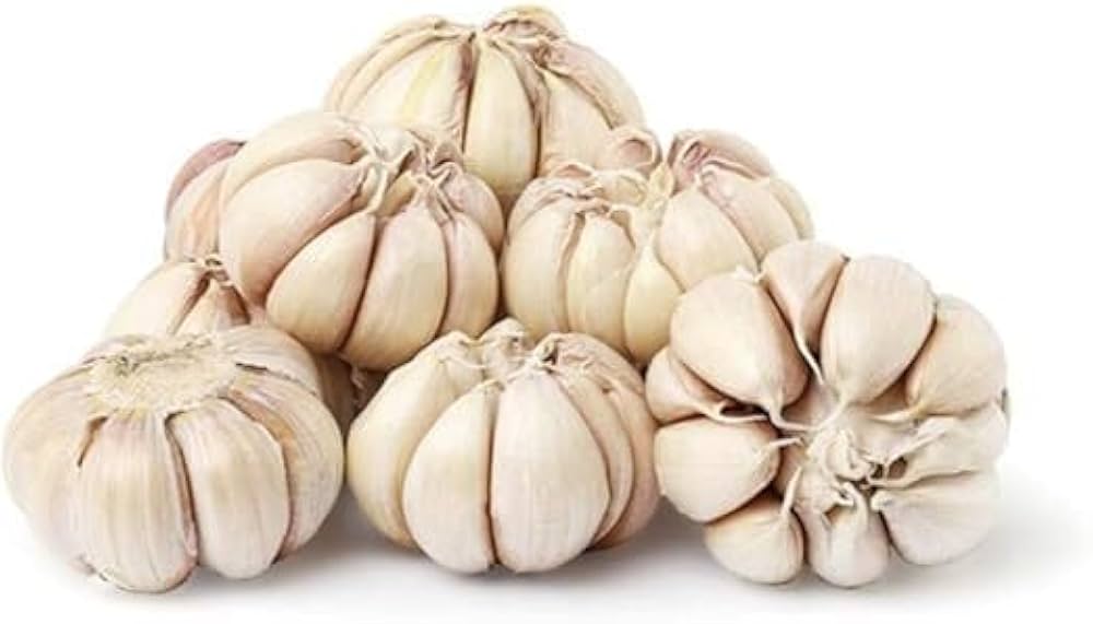 Garlic Vegetable Allium sativum for planting in vegetable patch and urban garden