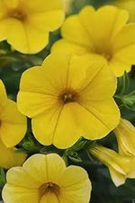 Yellow Calibrachoa Seeds for Planting – Organic, Heirloom, Non-GMO Flower Seeds Dhara Seeds