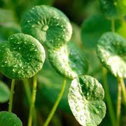 Green Centella Asiatica - Heirloom, Non - Gmo Seeds