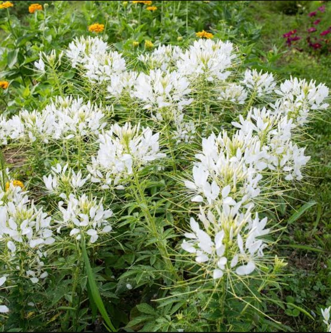 Cleome White Queen Flowering Seeds For Planting