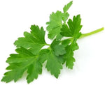 Parsley Plant Seeds for Planting Dhara Seeds