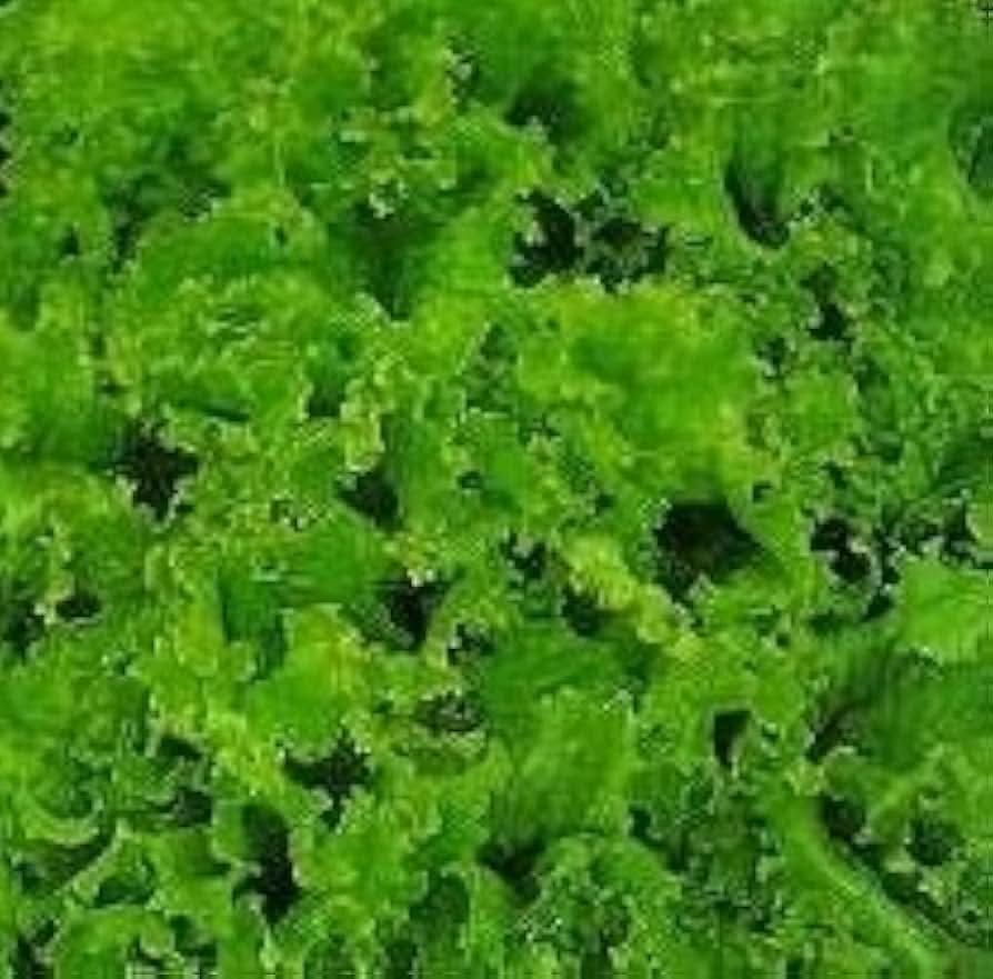 Lettuce Leaf Grand Rapids Heirloom Organic Plant Seeds