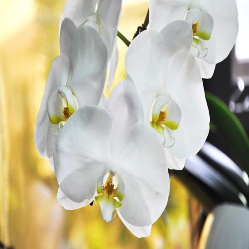 Orchid Flower White - Heirloom, Non - Gmo Seeds