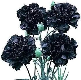 Black Carnation Flower Seeds – Heirloom, Non-GMO Seeds for Planting Elegant Garden Blooms Dhara Seeds