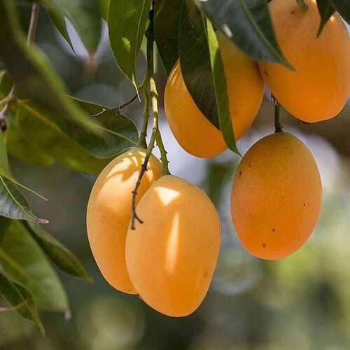 Yellow Mango Fruit