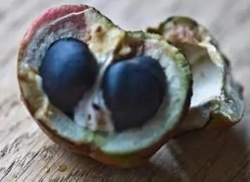 Camellia Sinensis Plant Seeds for Planting – Organic, Heirloom, Non-GMO Tea Plant Seeds Dhara Seeds